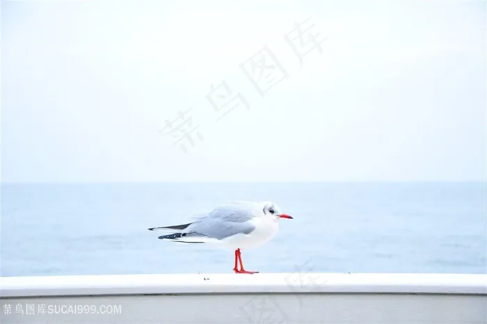 海边可爱的白色小鸟