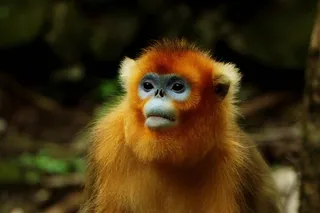 野生动物金丝猴图片动物大全