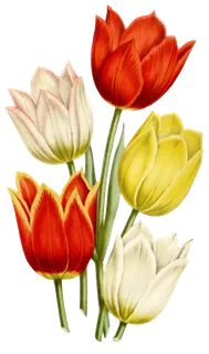 复古手绘植物花卉玫瑰花PNG免扣图案高清图片PS设计素材图