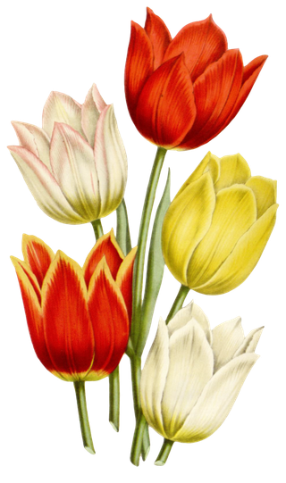 复古手绘植物花卉玫瑰花PNG免扣图案高清图片PS设计素材图