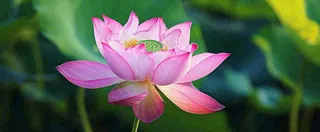 夏天荷塘盛开荷花荷叶绿色清新，夏至立夏大暑小暑处暑摄影图