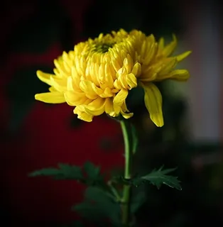 一朵黄色的菊花高清图片 一朵黄色的菊花高清图片