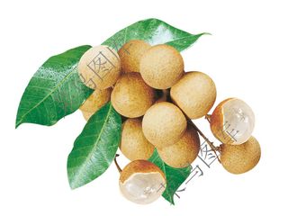 桂圆-龙眼高清图