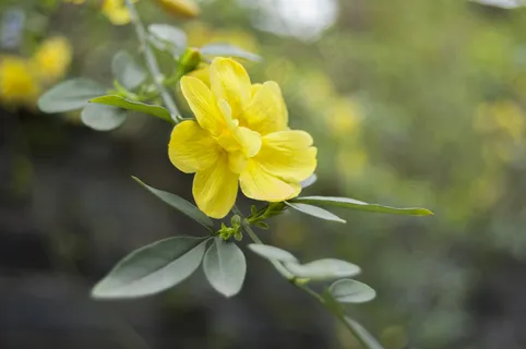 迎春花开图片 迎春花开图片