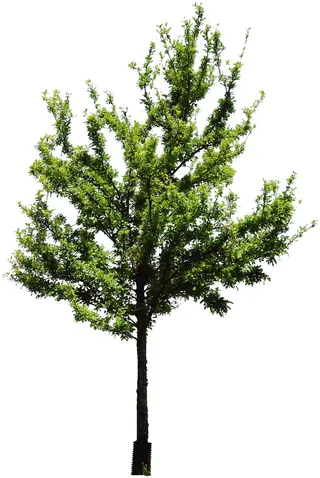 高清树木素材 免抠PSD植物素材 美术绘画园林贴图 树草灌木花草