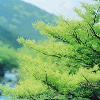 绿色的树冠特写