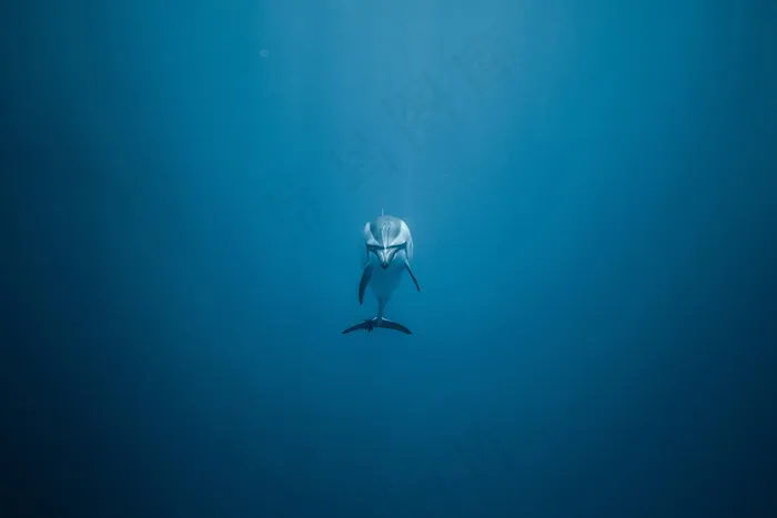 蓝色大海可爱海豚图片