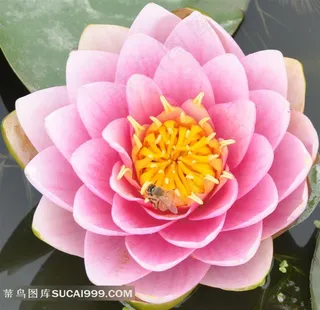 娇艳绽放的荷花