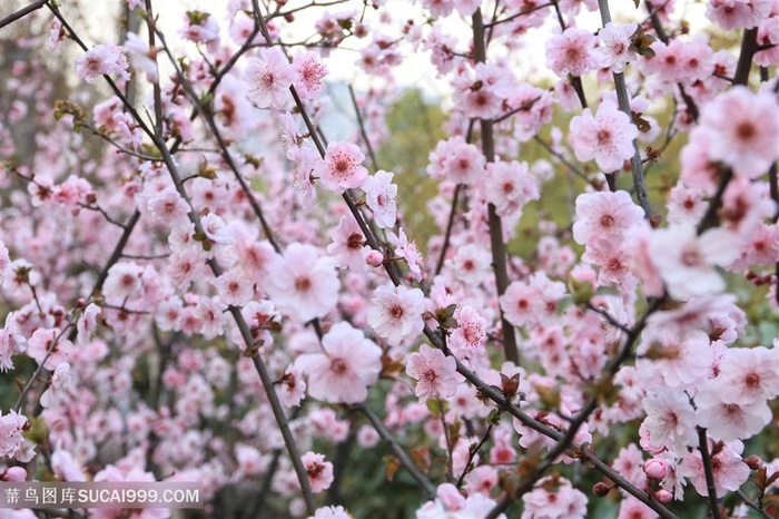 高清唯美成片桃花鲜花图片