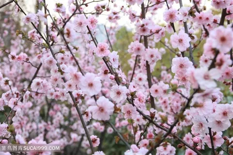 高清唯美成片桃花鲜花图片