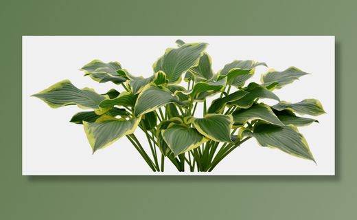 高清树木素材 免抠PSD植物素材 美术绘画园林贴图 树草灌木花草