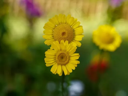 两朵黄色小菊花图片 两朵黄色小菊花图片
