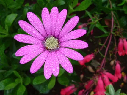 雨后粉色雏菊花图片 雨后粉色雏菊花图片