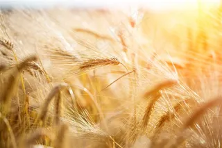 唯美的稻田景色图