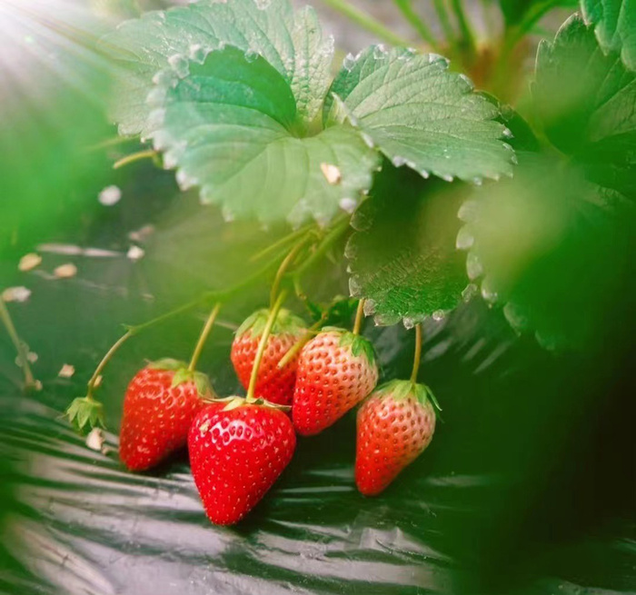 红色草莓背景图