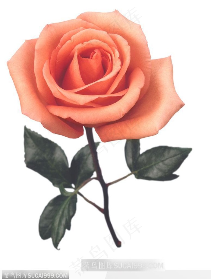 情人节花物语-盛开的粉色玫瑰