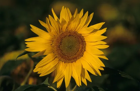 黄色向日葵摄影素材