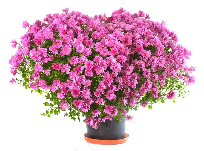 心型的花朵创意