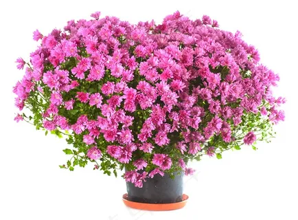心型的花朵创意 心型的花朵创意