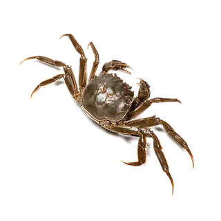 螃蟹(49)海鲜超市商品红酒白底图免抠实物摄影png格式图片透明底