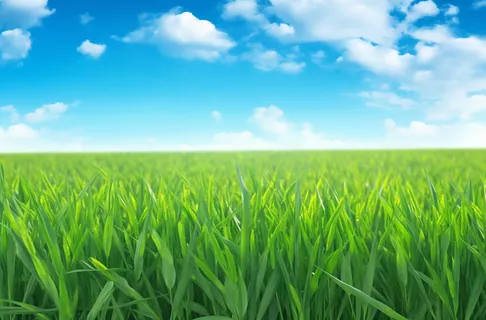 蓝天白云下一大片玉米地摄影图