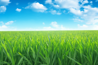 蓝天白云下一大片玉米地摄影图