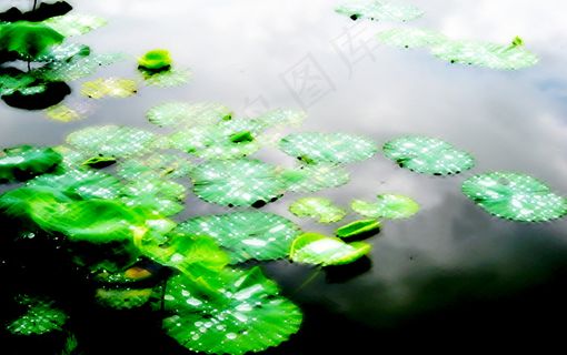 荷塘风景素材图片下载 荷塘风景素材图片下载