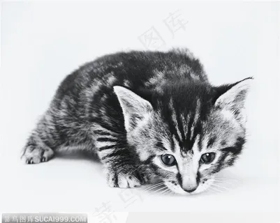 宠物猫（趴着）