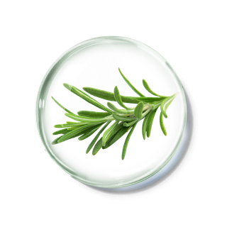 化妆品产品成分—迷迭香 免抠图