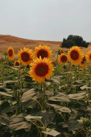 黄色向日葵摄影素材