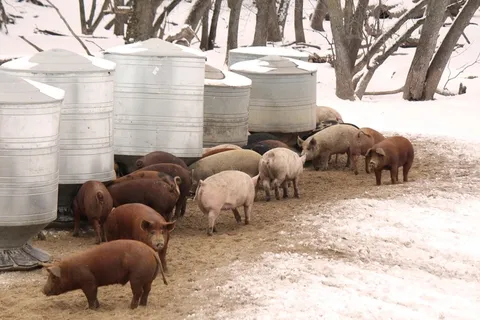 猪动物家畜畜生养猪农村牧场养殖黑猪野猪