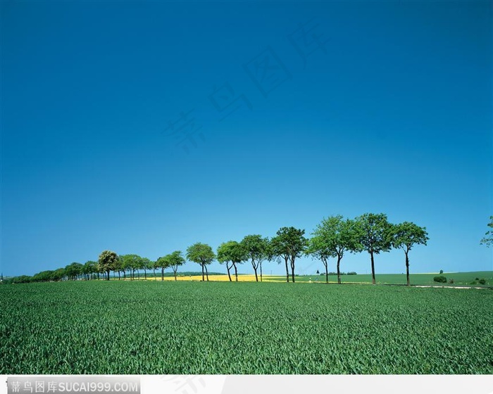 蓝天下的数目和菜地