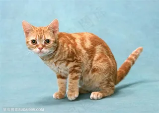 可爱猫咪-专注的小猫咪