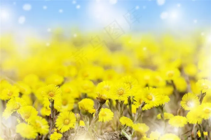 唯美黄色花朵背景高清图片