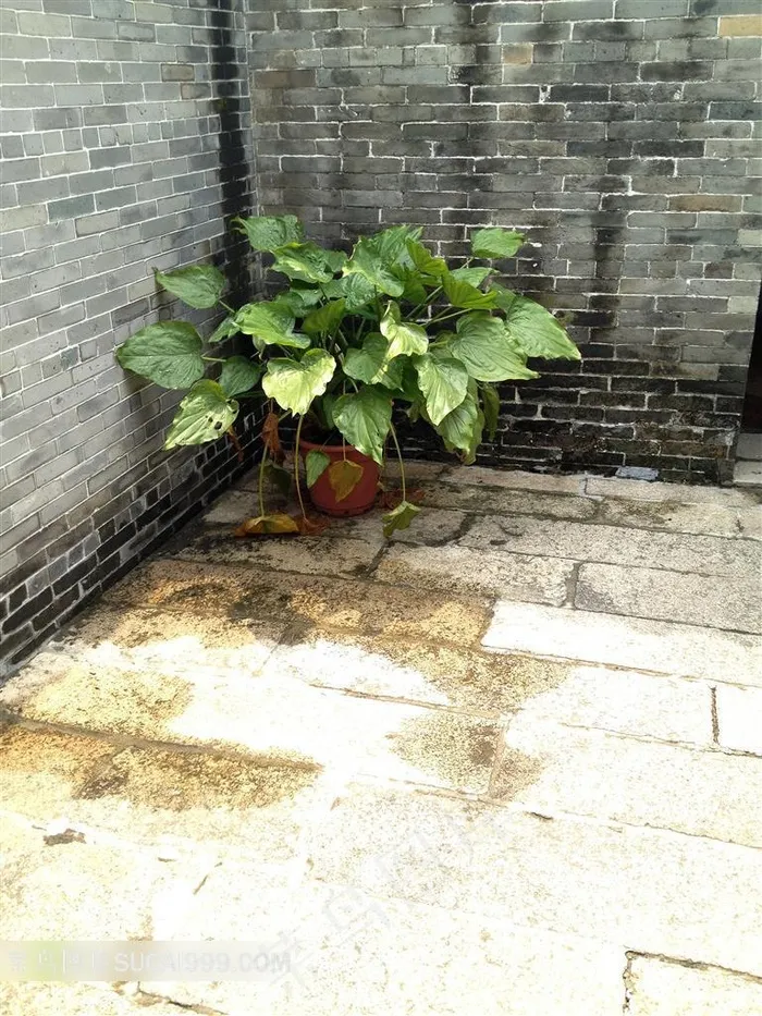 庭院角落里的一盆植物