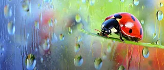 雨天雨水水珠上七星瓢虫动物爬行，彩色渐变摄影图