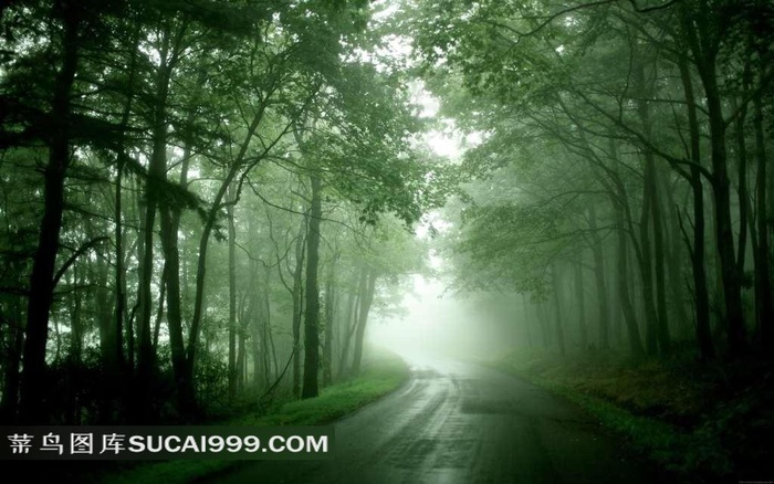 阳光照耀的森林