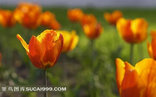 唯美娇艳的郁金香鲜花素材