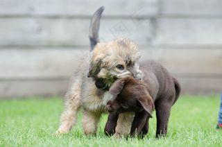 幼犬拉布拉多犬图片
