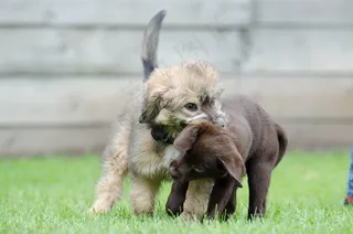 幼犬拉布拉多犬图片