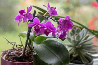 紫色蝴蝶兰盆栽图片