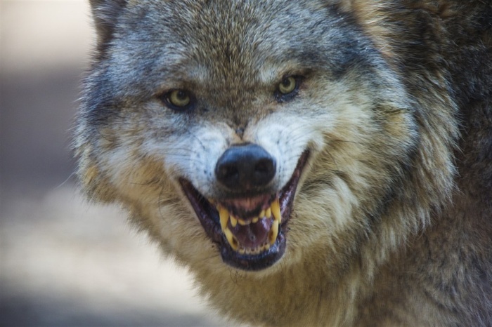 张牙的财狼图片