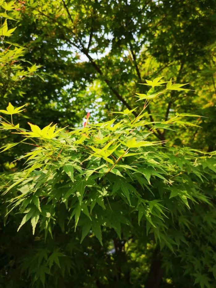 绿色的枫叶