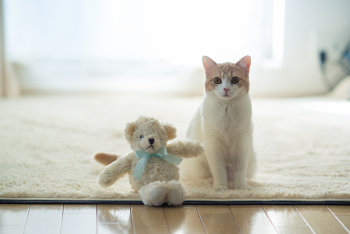 小猫和娃娃 