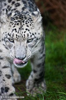 白虎国家保护动物高清摄影图片