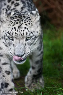 白虎国家保护动物高清摄影图片