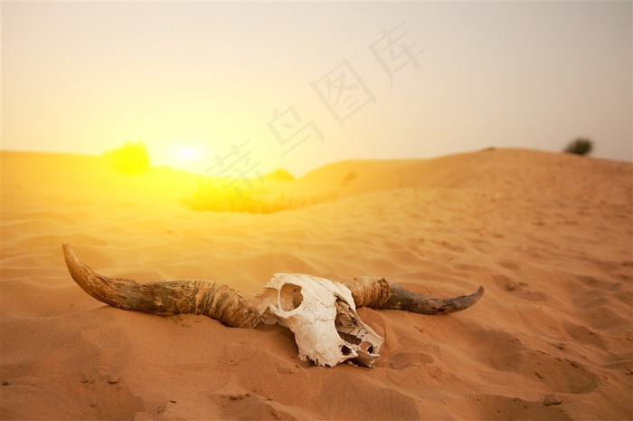 广阔的沙漠景色图片