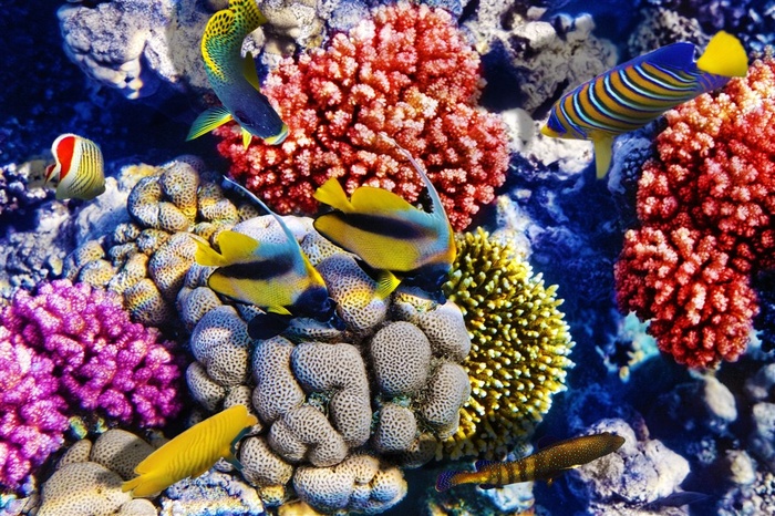 海底风景图片