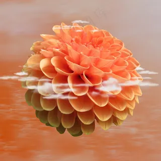 大丽花摄影图片 大丽花摄影图片