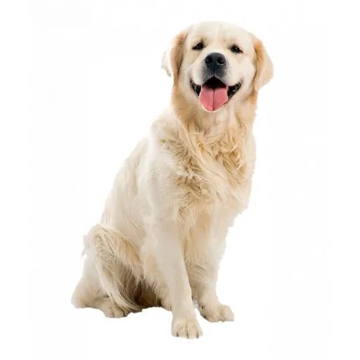 狗 PNG免抠(700x700)